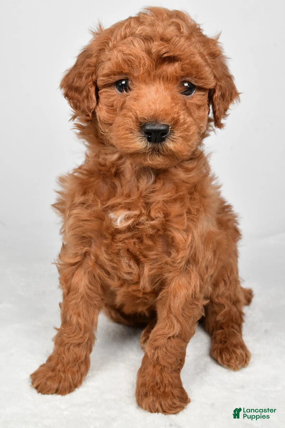 Miniature Poodle dogs for sale: Trevor  - Ad 2