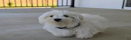 Maltese dogs for sale: Hale 7 lbs Full Grown - Ad 6