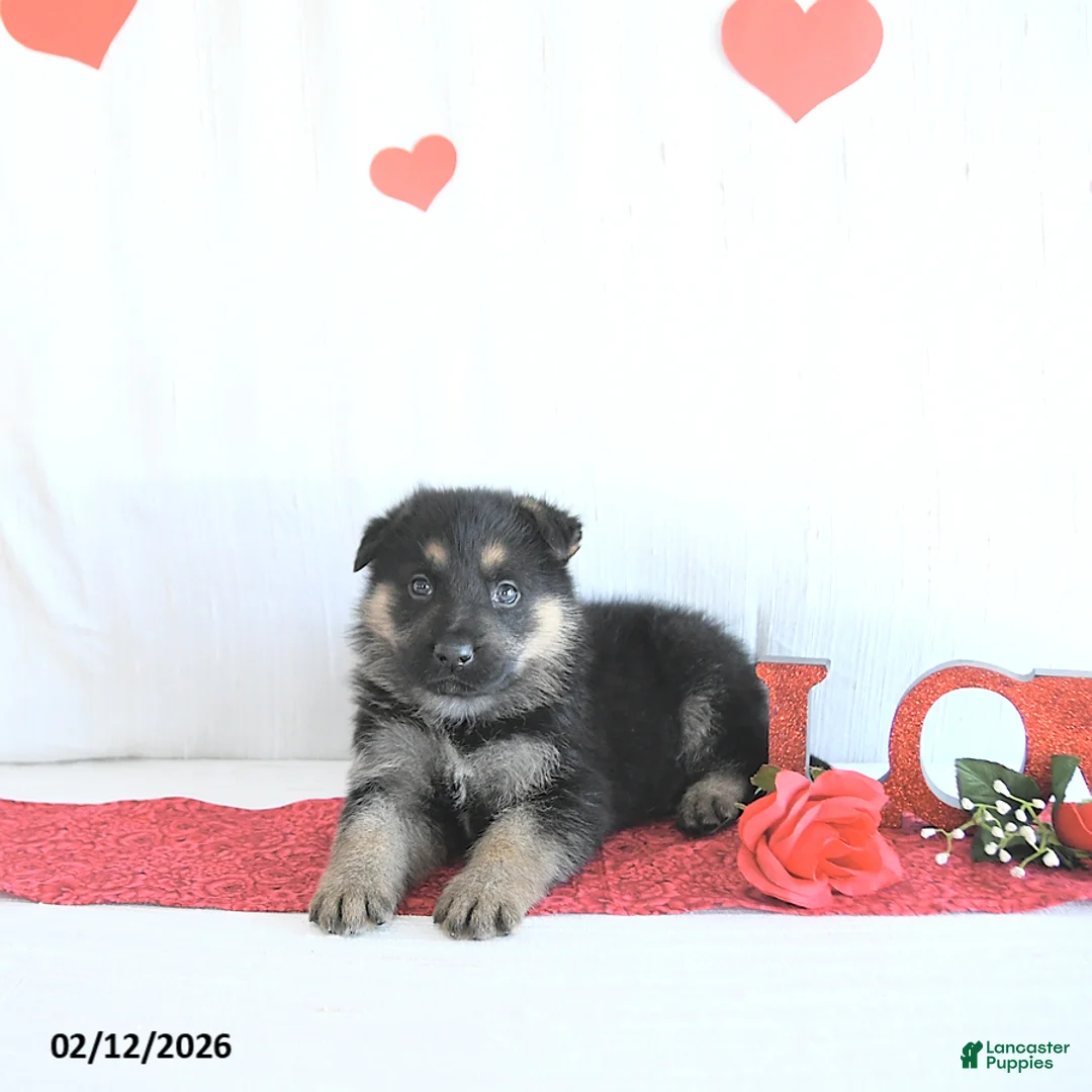 German Shepherd dogs for sale: Skipper - Ad 4