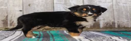 Australian Shepherd dogs for sale: Kelsey - Ad 6