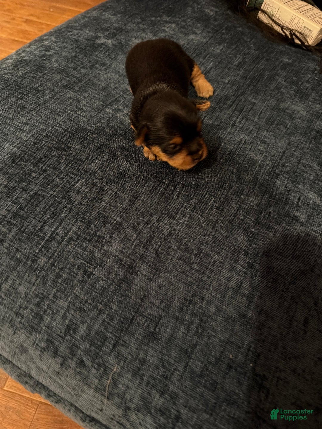 Silky Terrier dogs for sale: Silky Terrier Puppy 3 - Ad 3