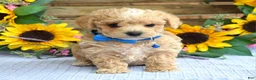 Maltipoo dogs for sale: Tristan  - Ad 1