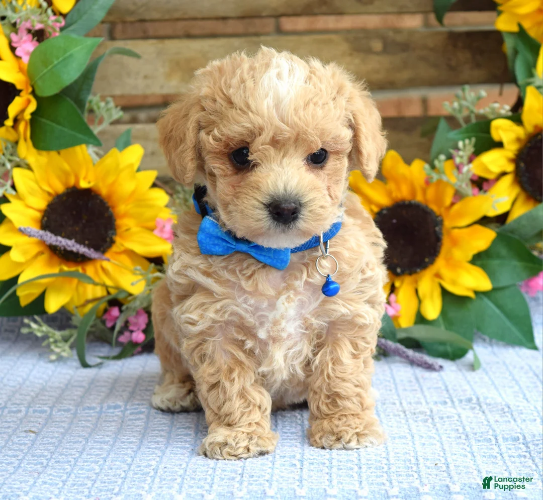 Maltipoo dogs for sale: Tristan  - Ad 1