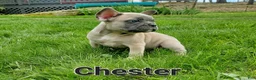 French Bulldog dogs for sale: CHESTER - Ad 6