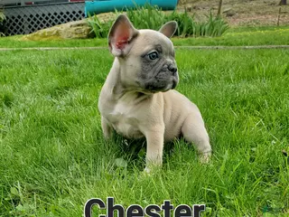 French Bulldog dogs for sale: CHESTER - Ad 1