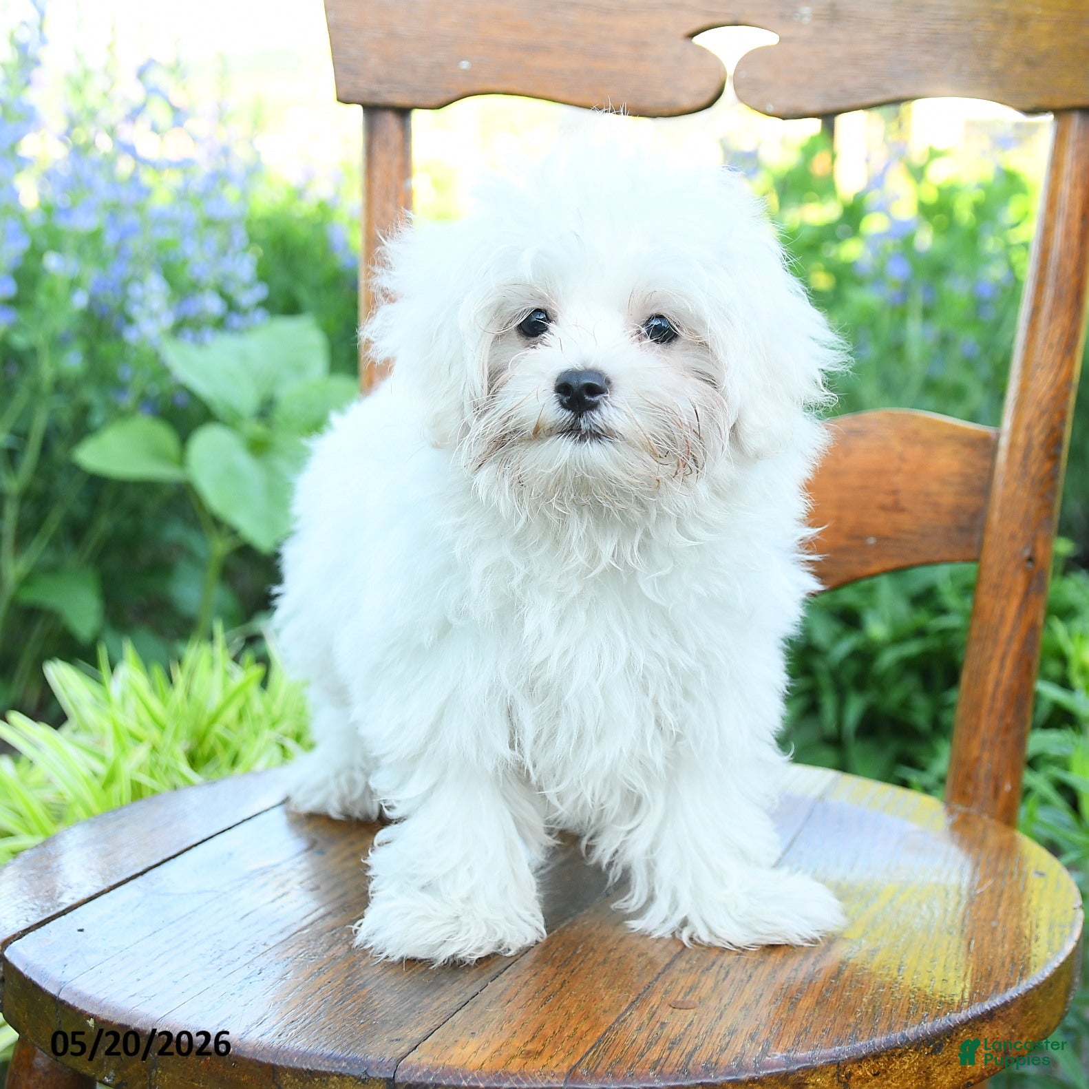 Maltese dogs Sugar - Ad 2