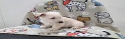 Scottish Terrier dogs for sale: Vivian - Ad 8