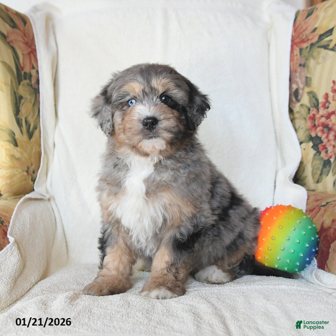 Mini Bernedoodle dogs for sale: Rocky - Ad 4