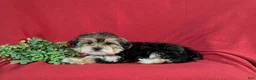 Morkie dogs for sale: Baxter 7 lbs Full Grown - Ad 5