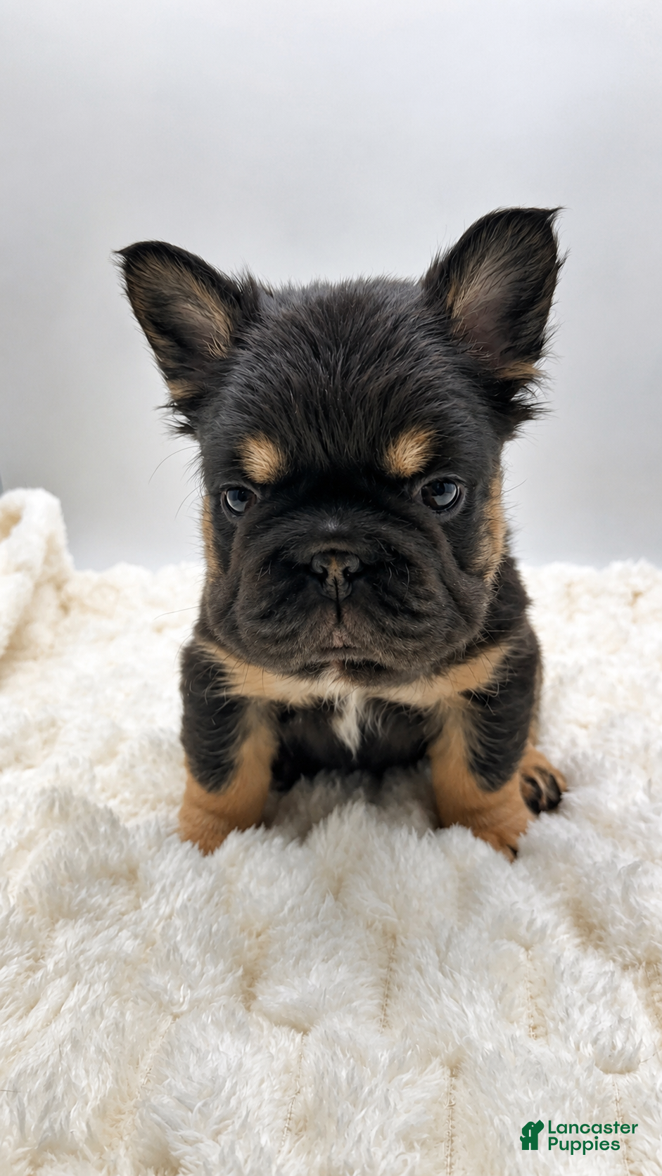French Bulldog dogs T-Bone - Ad 29
