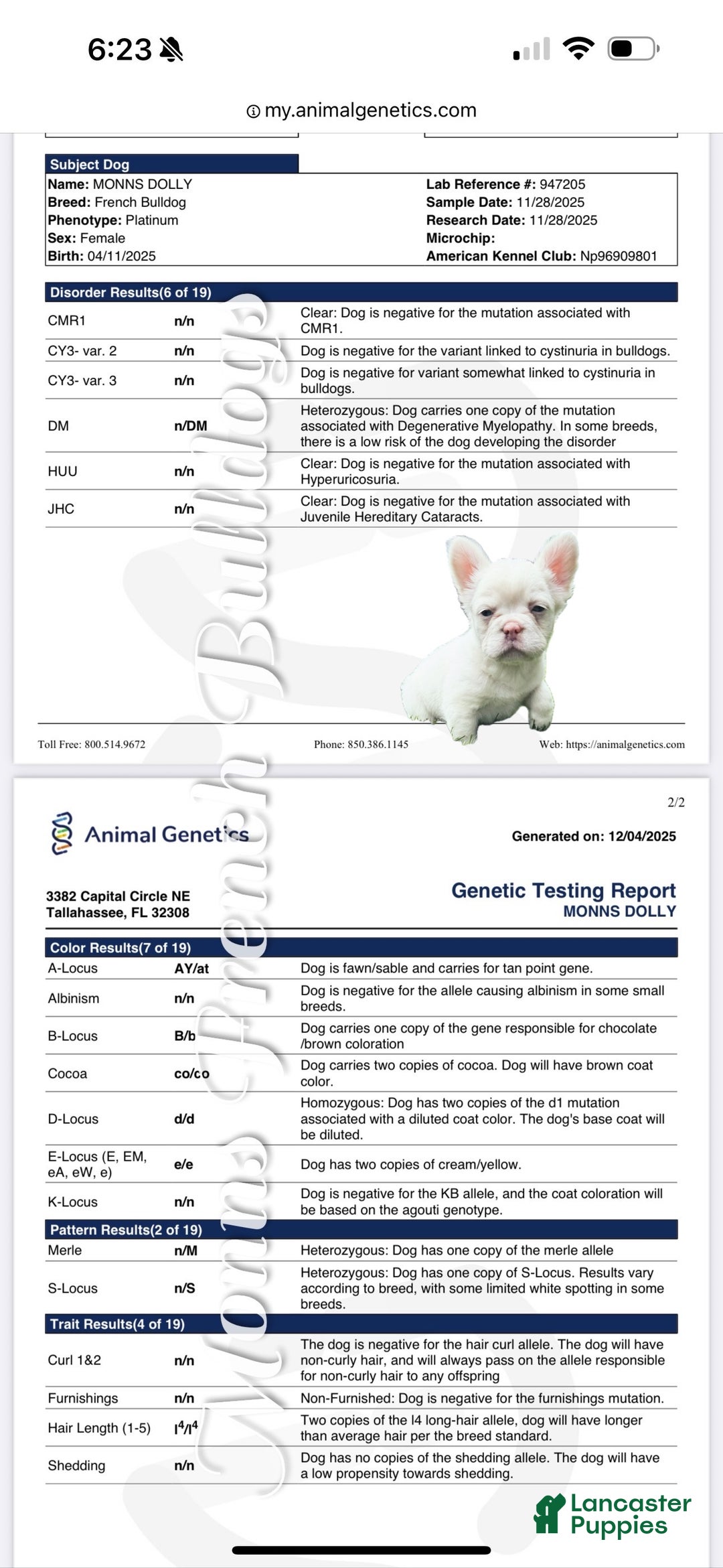 French Bulldog dogs for sale: Dolly  - Ad 5