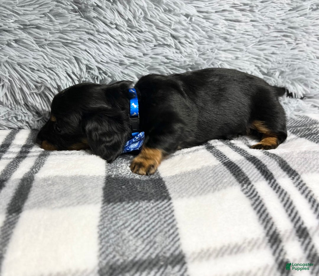 Dachshund dogs for sale: Little Barney  - Ad 2