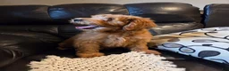 Mini Goldendoodle dogs for sale: BLAZE - Mini Goldendoodle Fluffy Puppy - Ad 27