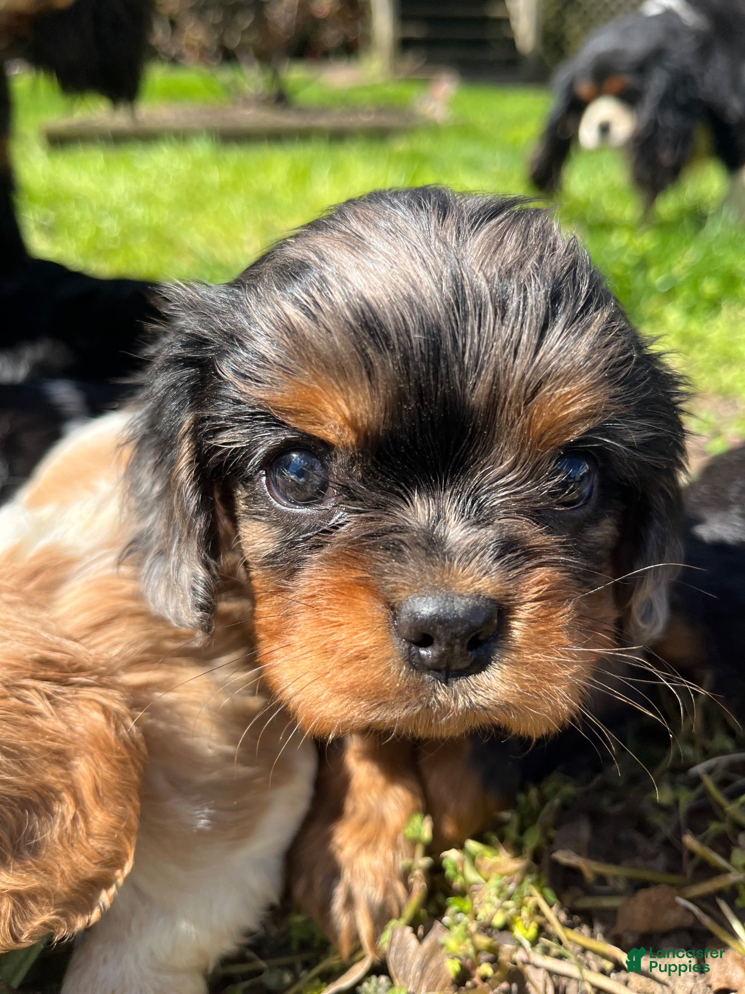 Cavalier King Charles Spaniel dogs Cavalier King Charles Spaniel 2 - Ad 1