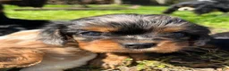 Cavalier King Charles Spaniel dogs for sale: Cavalier King Charles Spaniel 2 - Ad 1