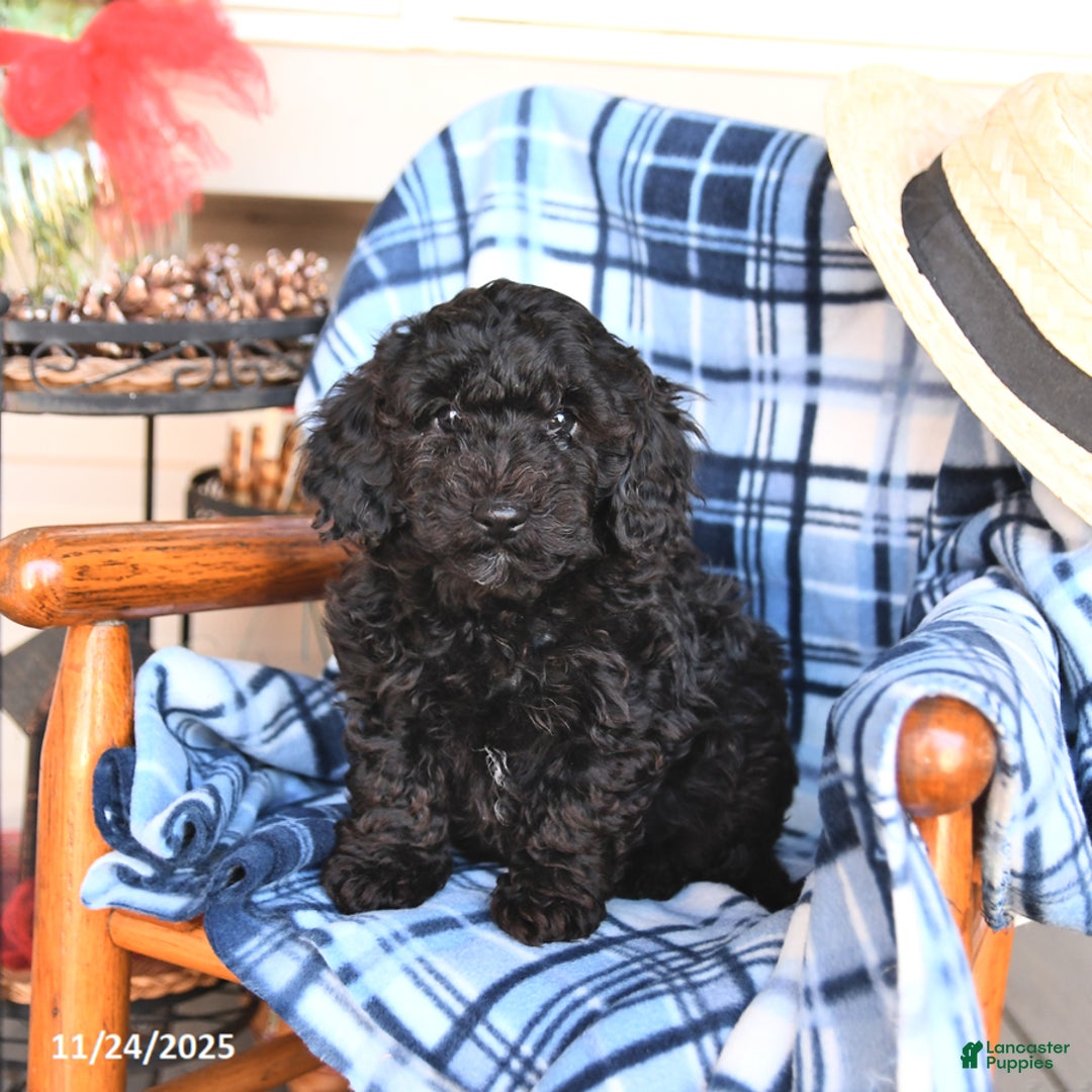 Miniature Poodle dogs for sale: Noel  - Ad 1