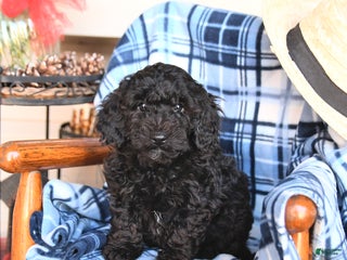 Miniature Poodle dogs Noel - Ad 11