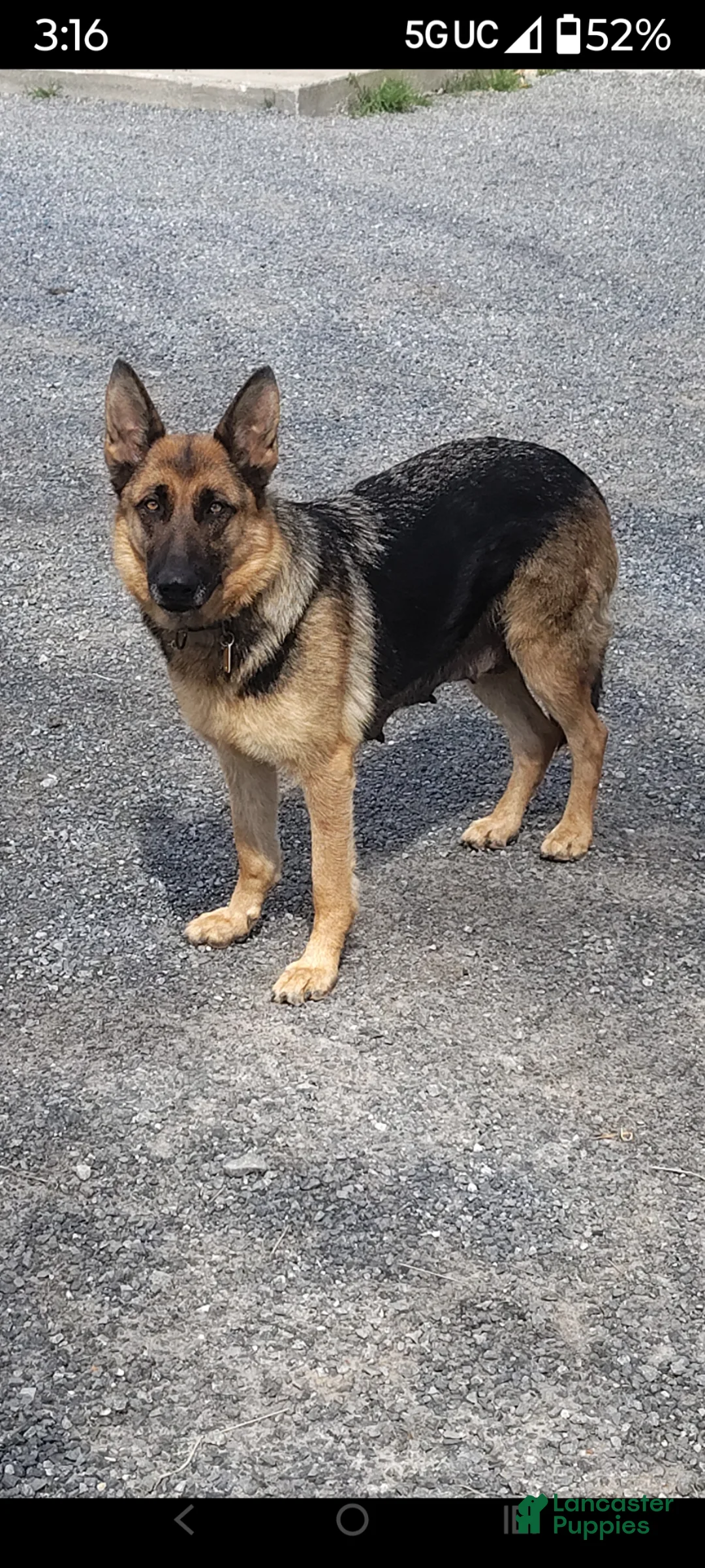 German Shepherd dogs for sale: Rosella - Ad 2