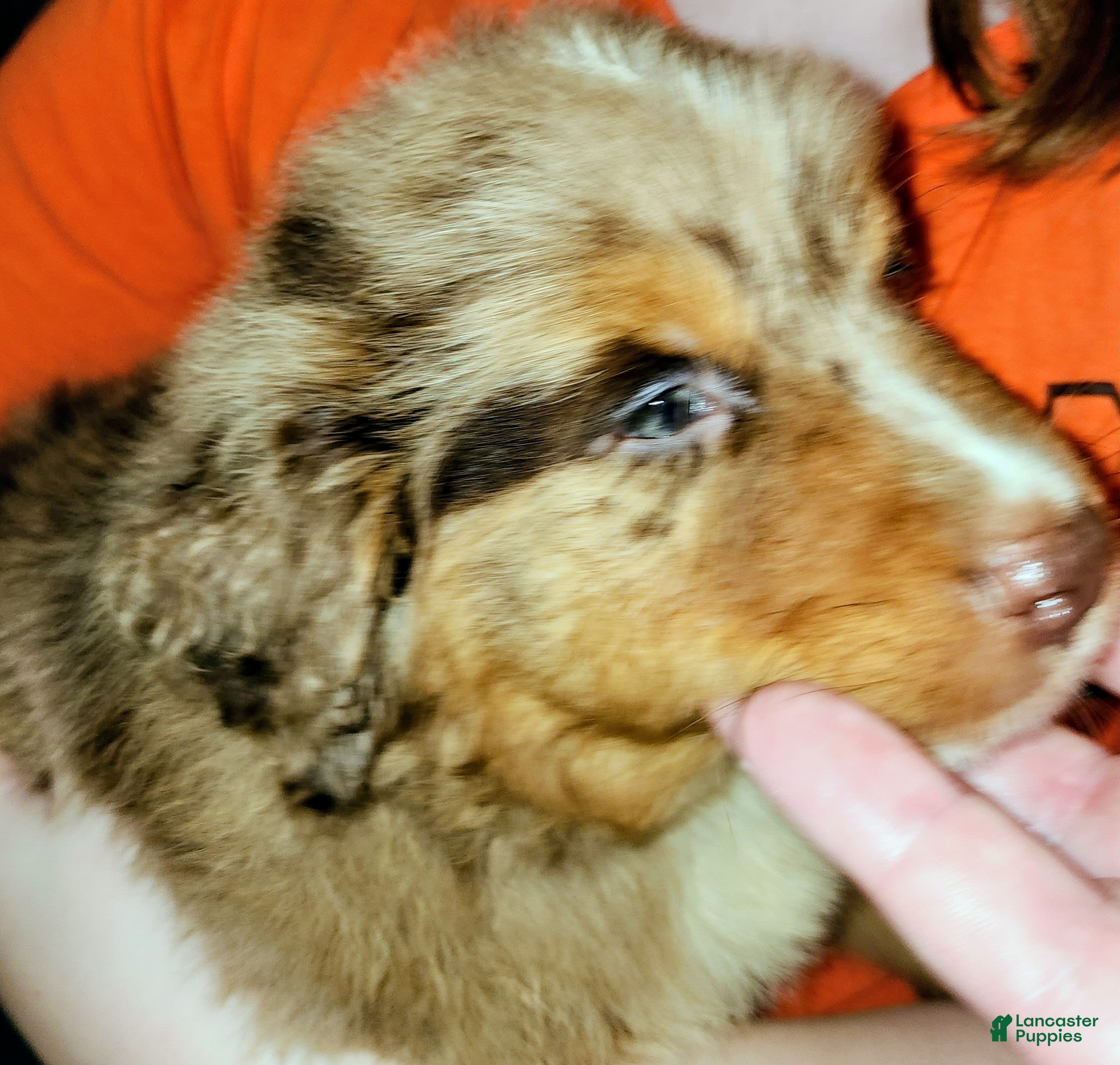 Australian Shepherd dogs Chip - Ad 2