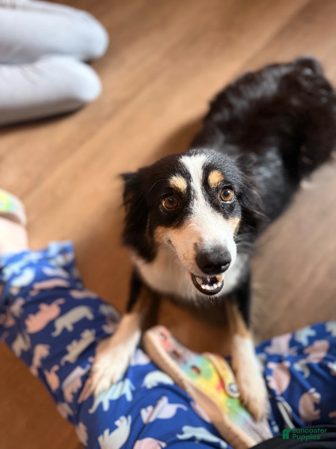 Miniature Australian Shepherd dogs for sale: Male #4 - Azriel - Ad 2