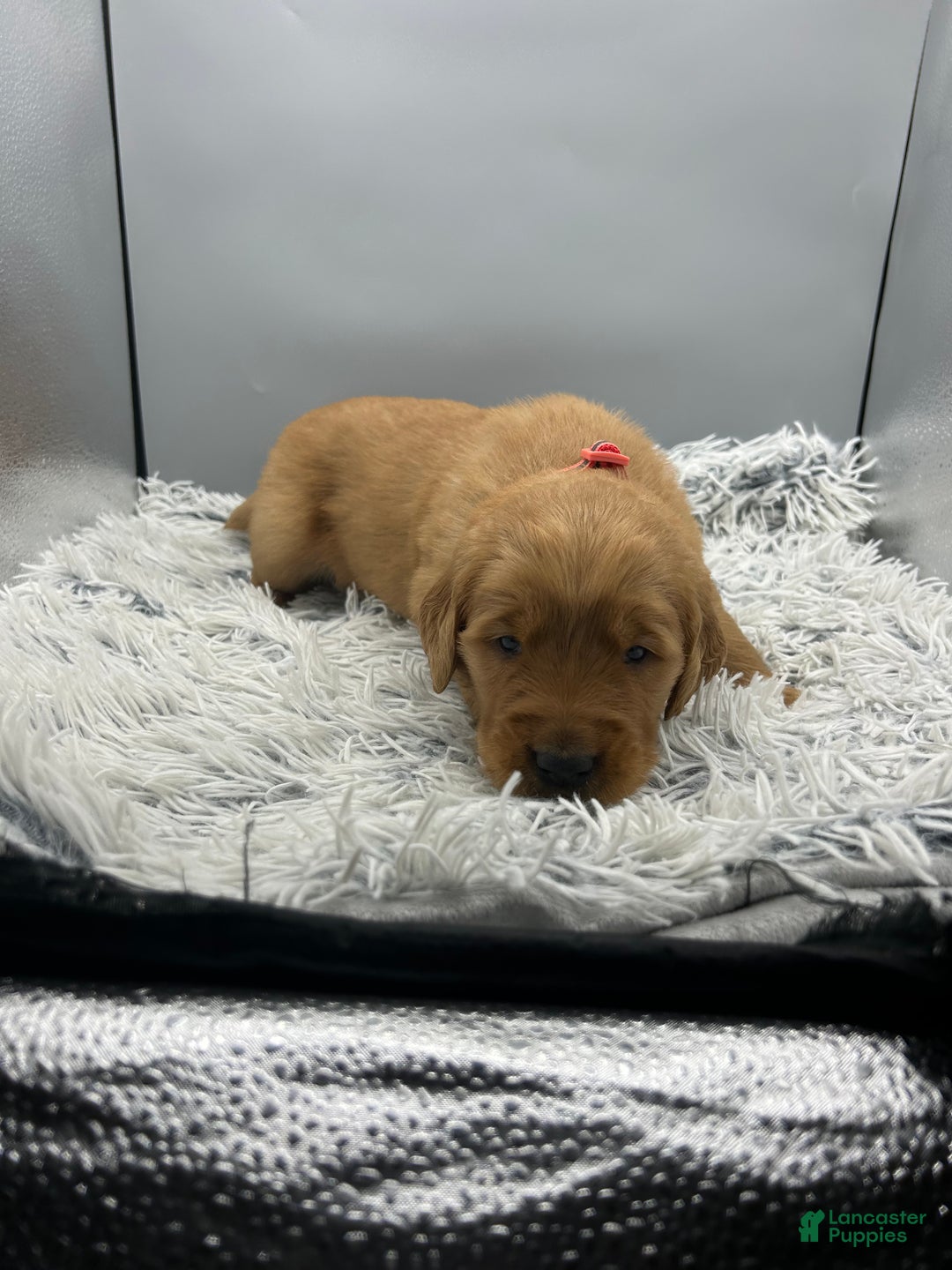 Golden Retriever dogs for sale: Golden Retriever Puppy chloe - Ad 15