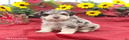 Miniature Schnauzer dogs for sale: Griffin - Ad 4