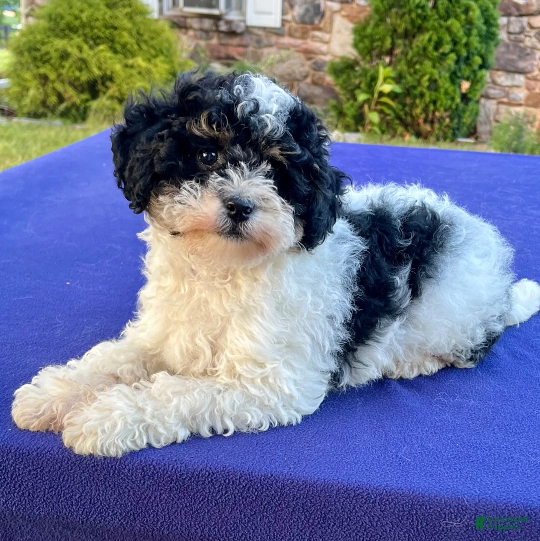 Mini Bernedoodle dogs for sale: Popsicle - Ad 7