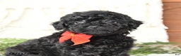 Toy Poodle dogs for sale: Blackie - Ad 4