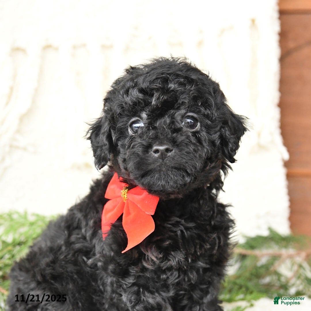 Toy Poodle dogs for sale: Blackie - Ad 4