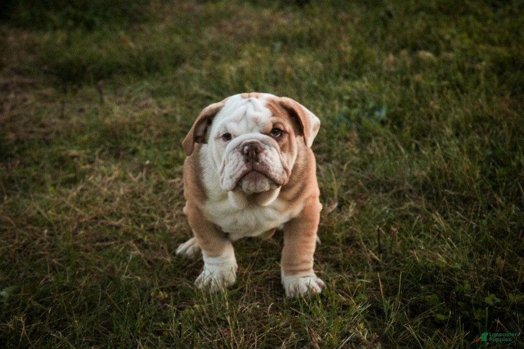 English Bulldog dogs for sale: Tammy English Bulldog  - Ad 2