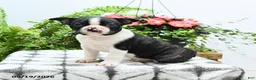 Boston Terrier dogs for sale: Alfred - Ad 1