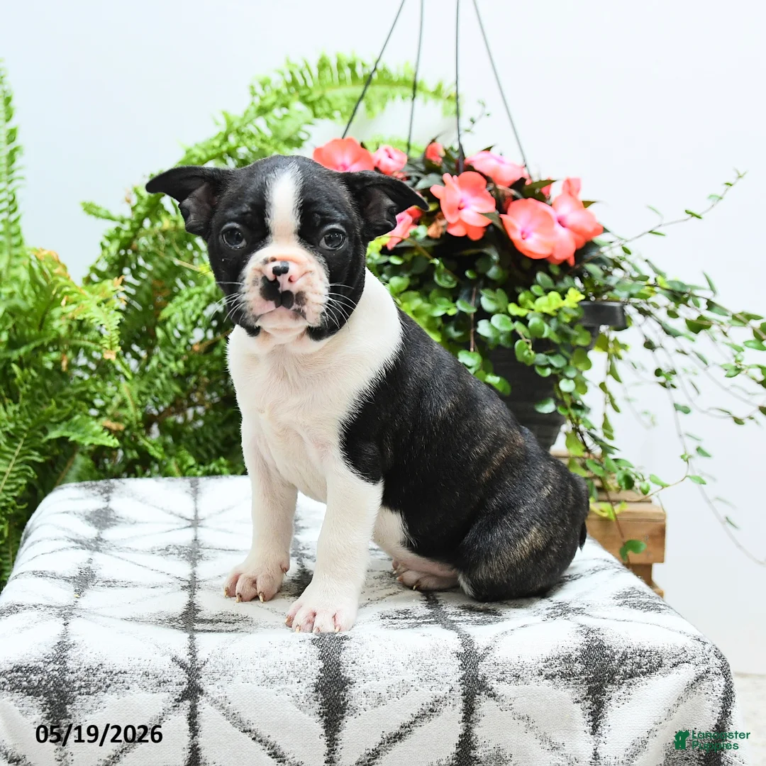 Boston Terrier dogs for sale: Alfred - Ad 1