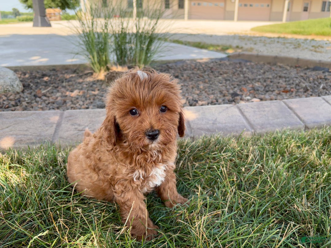 Cavapoo dogs for sale: Henry - Ad 7