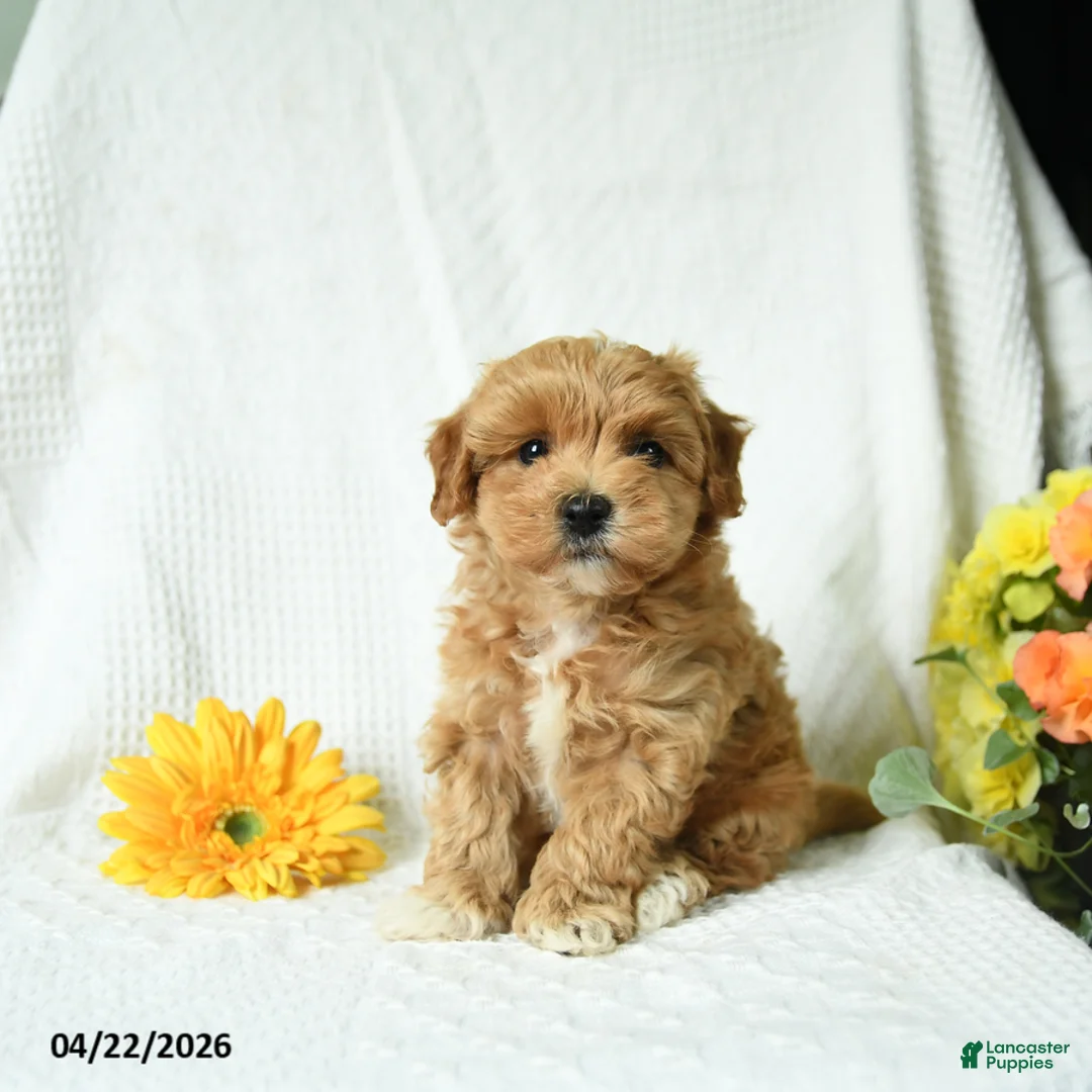 Maltipoo dogs for sale: Caleb - Ad 5