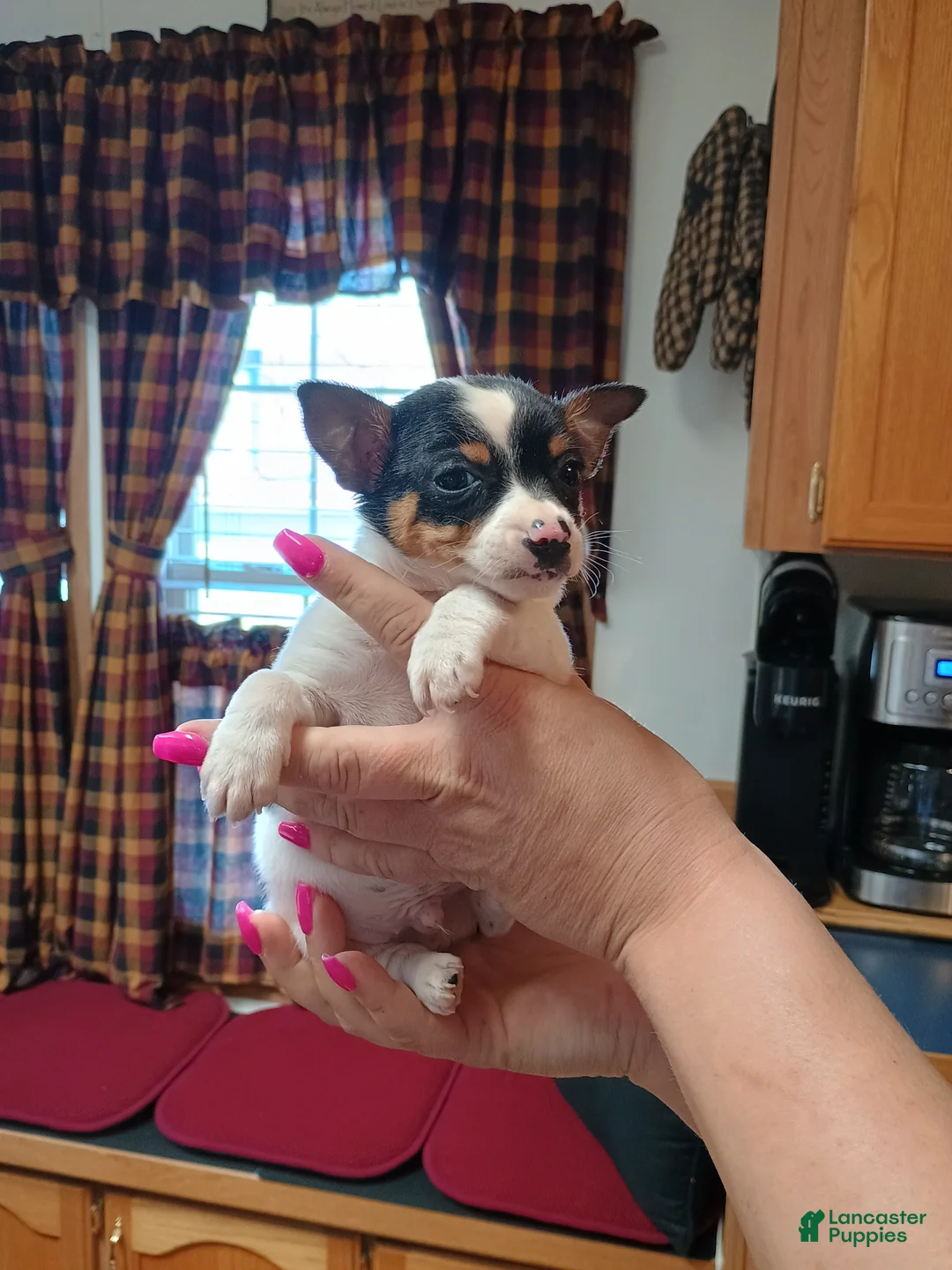 Mixed Breed dogs for sale: Rocky - Ad 10