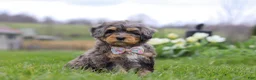 Mini Bernedoodle dogs for sale: Rose - Ad 3