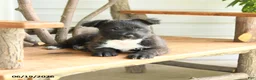 Mixed Breed dogs for sale: Bella   - Ad 4