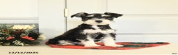 Miniature Schnauzer dogs for sale: Dancer - Ad 1