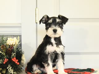 Miniature Schnauzer dogs Dancer - Ad 18