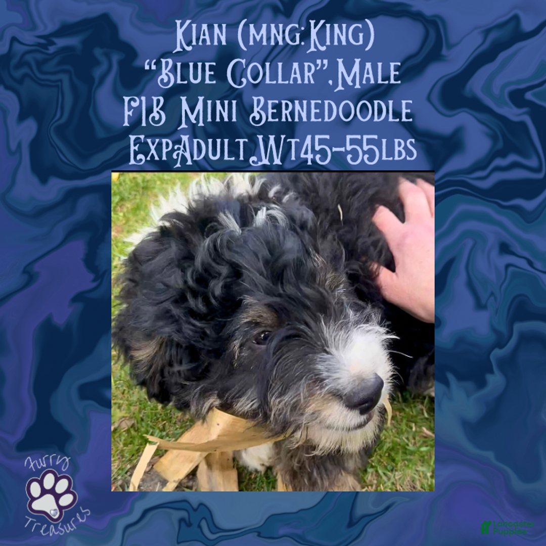 Mini Bernedoodle dogs for sale: Kian “Blue Collar” Male - Ad 1
