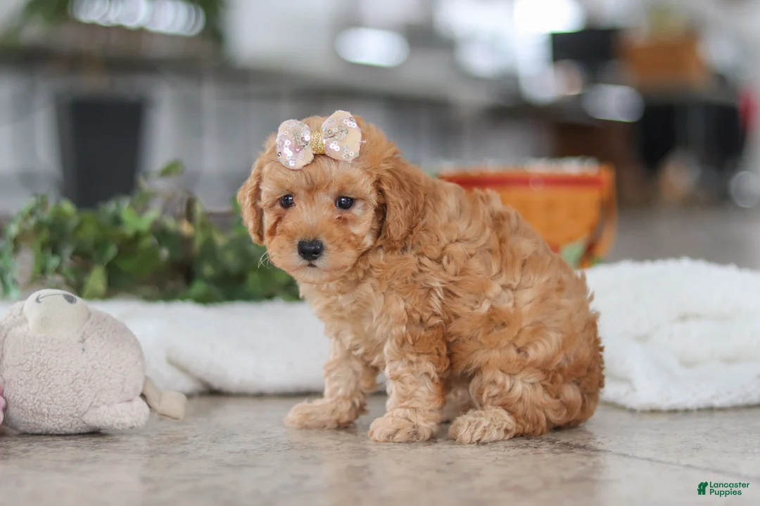 Schnoodle dogs for sale: Rosie - Ad 3