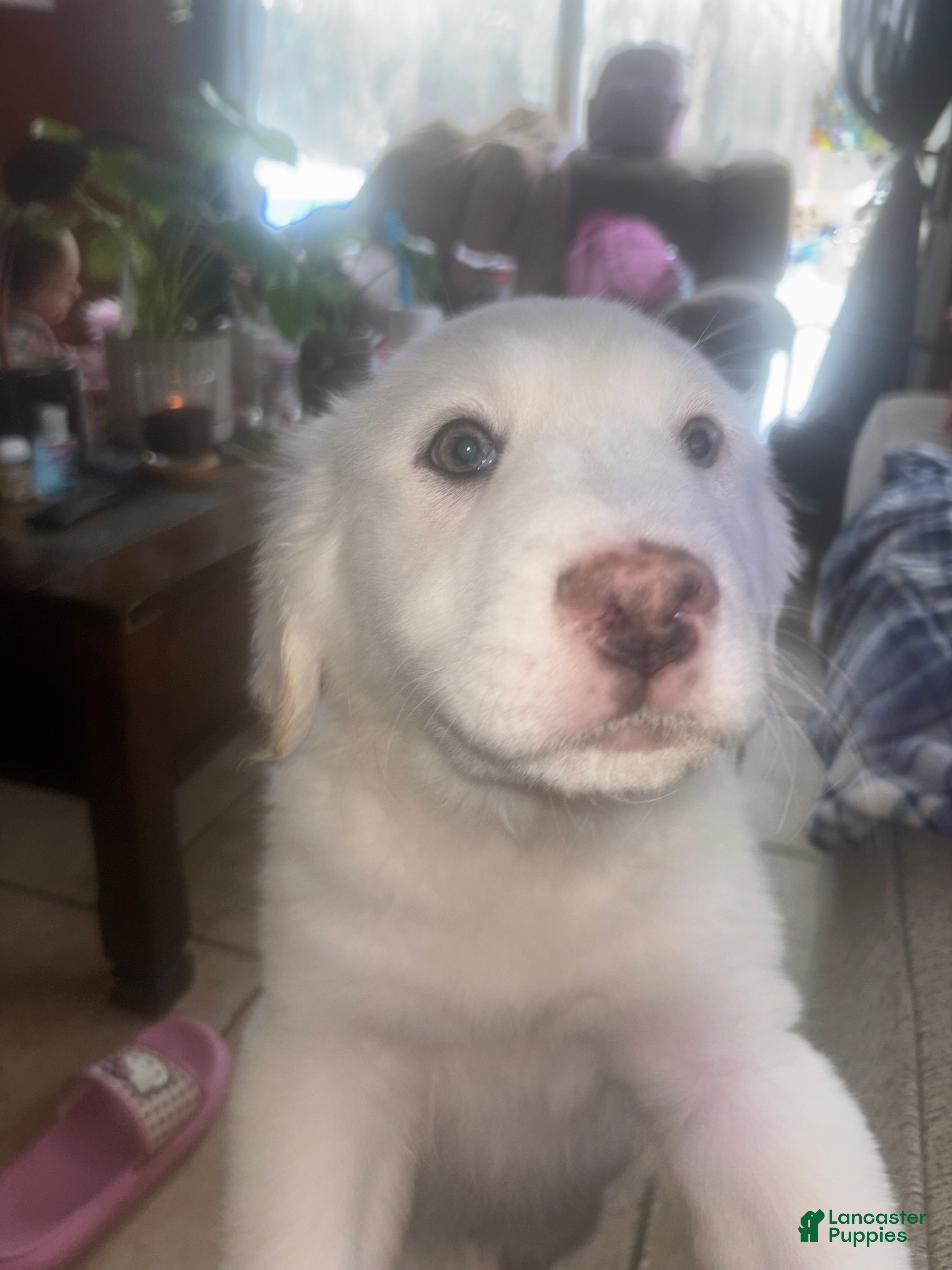 Great Pyrenees dogs Ms Vanilla Bean  - Ad 27