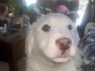 Great Pyrenees dogs Ms Vanilla Bean - Ad 27