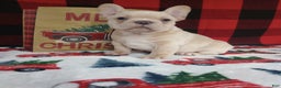 French Bulldog dogs for sale: Joel  - Ad 1