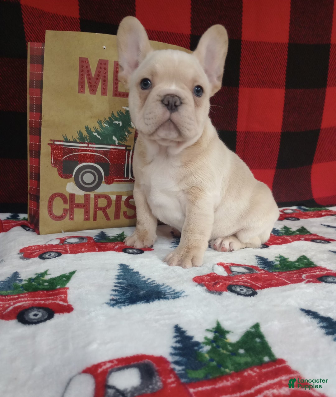 French Bulldog dogs for sale: Joel  - Ad 1