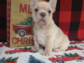 French Bulldog dogs Joel - Ad 30