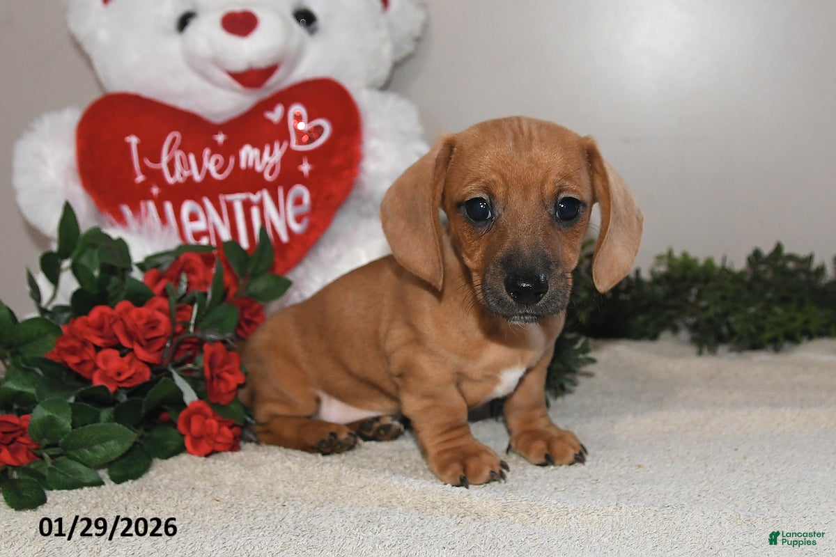 Miniature Dachshund dogs Gus - Ad 2
