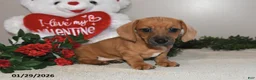 Miniature Dachshund dogs for sale: Gus - Ad 2