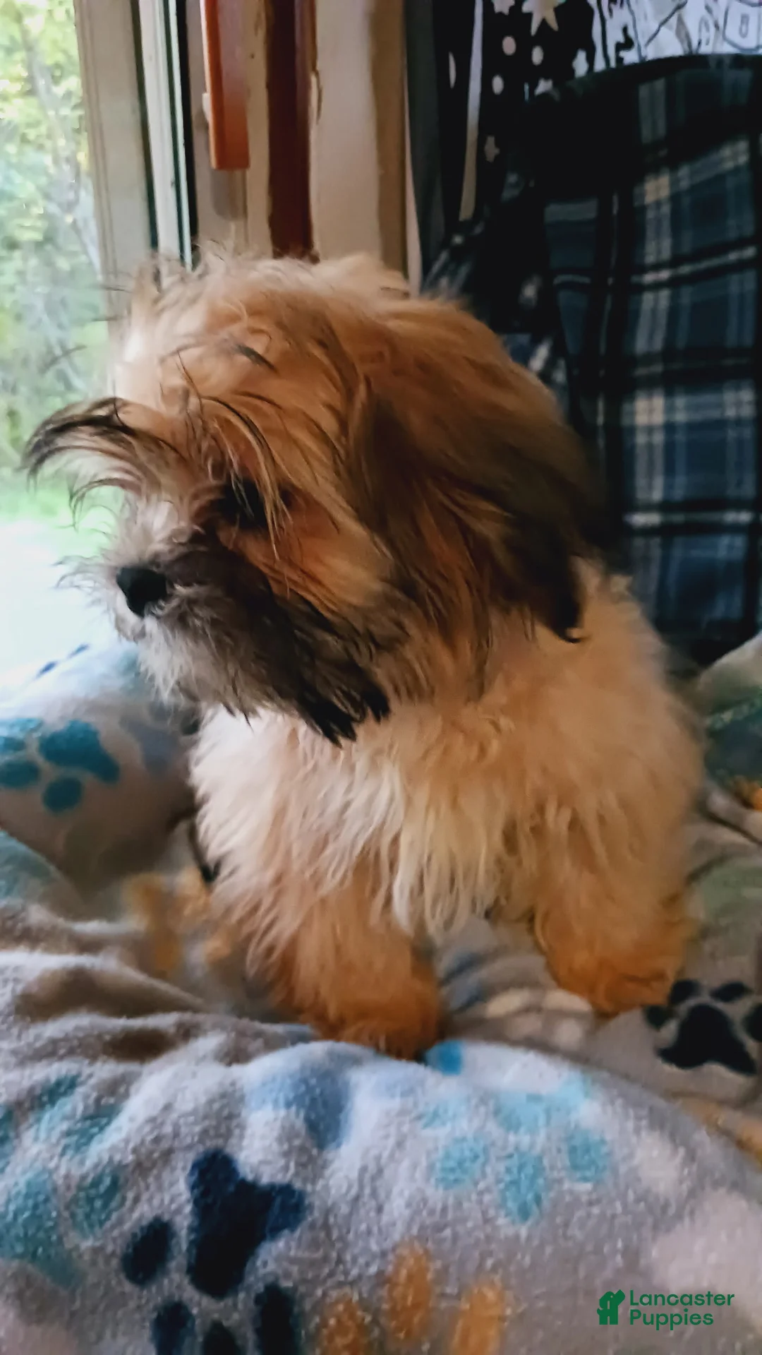 Shih Tzu dogs for sale: Shih Tzu 3 - Ad 1