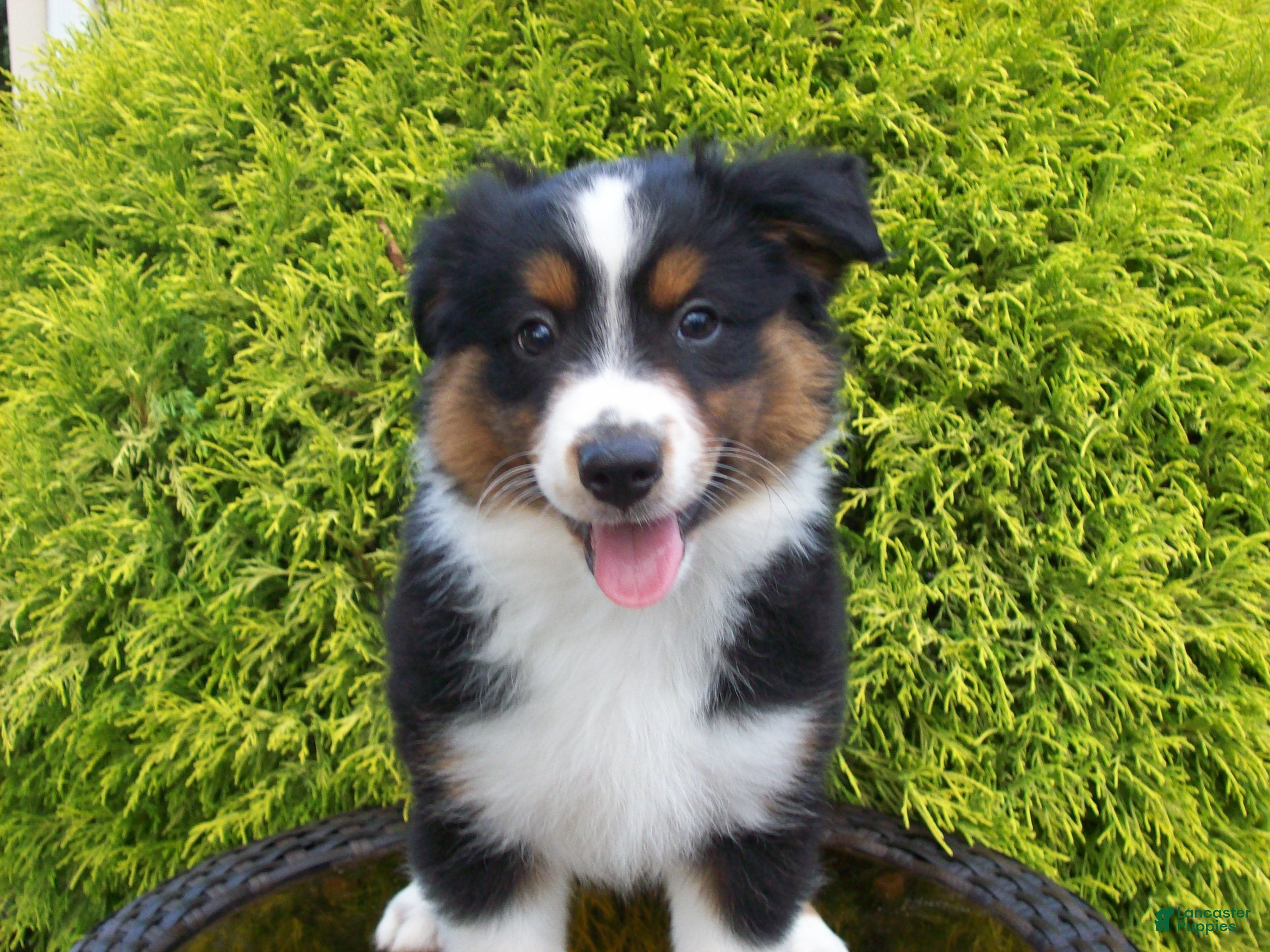Miniature Australian Shepherd dogs Alvin - Ad 2